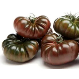 Pomidorai, Kumato, garbanoti