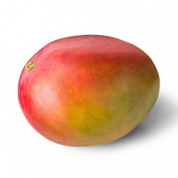 Mango (7) 1vnt