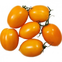 Pomidorai slyviniai, geltoni