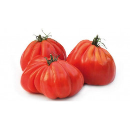 Pomidorai (briaunuoti)